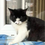 Фото №10 Пушистый котёнок Нафаня в добрые руки