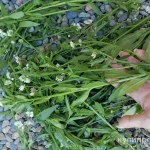 Фото №3 Тонколучник. Цена за 100 грамм.