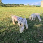 Фото №2 Классная сука цвергшнауцер белый