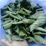 Фото №2 Листья шелковицы. Цена за 100 грамм.