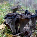 Фото №3 Чёрная лисичка(Вороночник рожковидный)