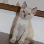 Тонкинские котята