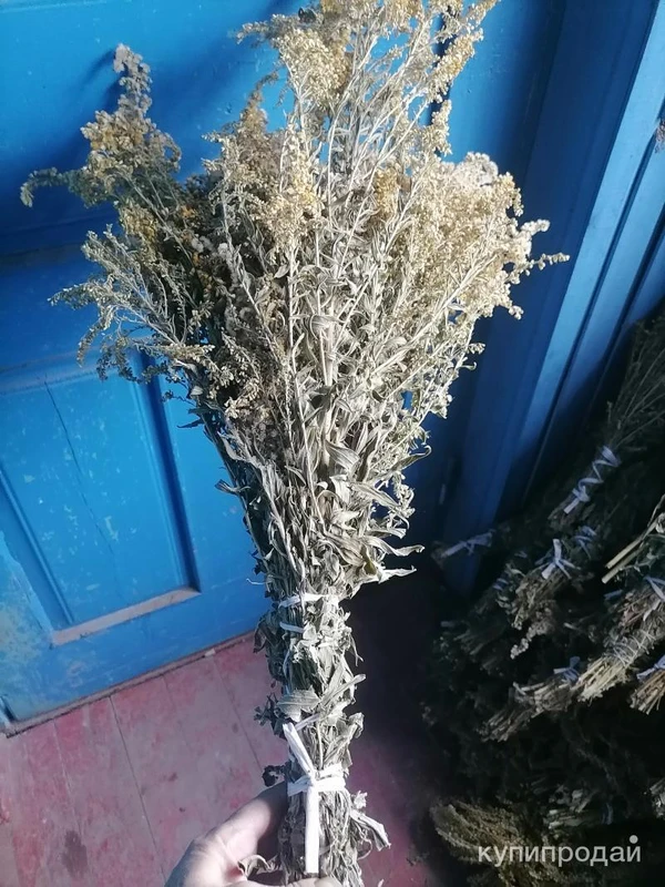 Фото Золотарник Канадский/веники.