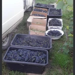 Фото №8 Виноградный сок