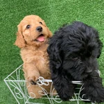 Фото №4 Кокапу