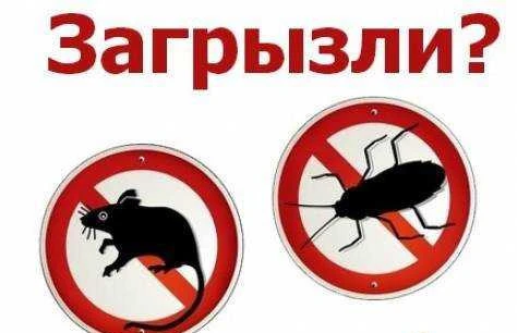 Фото Дератизация,дезинсекция