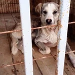 Собаке шанс на жизнь