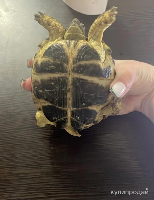 Фото Продам Черепаху