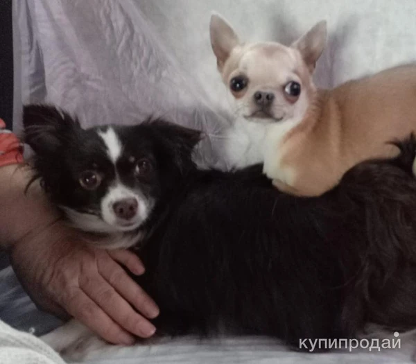 Фото Чихуахуа мини и микро для вязки