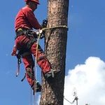 Профессиональное удаление деревьев 