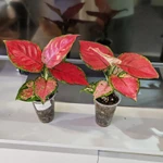 Фото №8 Аглаонема