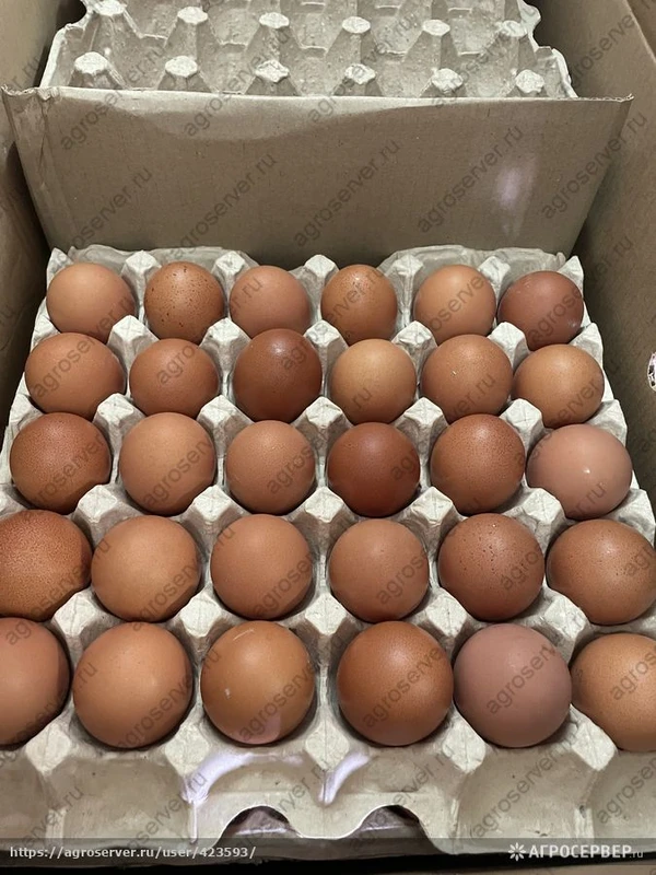 Фото Яйцо куриное оптом