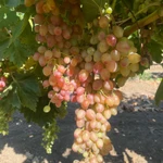 Фото №3 Фрукты