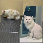 Фото №4 Стрижка собак и кошек 