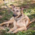 Фото №2 Энни - молодая, дружелюбная, короткошерстная девочка ищет дом