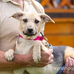 Фото №3 Красивый и умный домашний песик Лаки в добрые руки