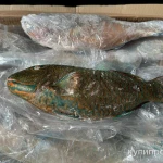 Фото №2 Рыба Попугай 2-4кг