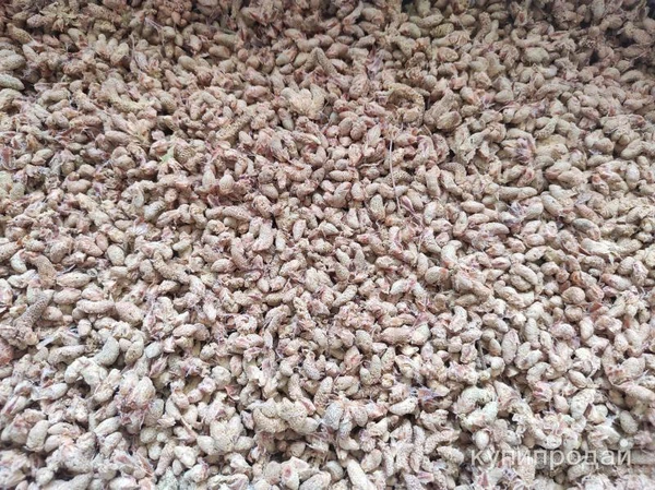 Фото Мёд с пыльцой сосны