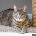 Фото №3 Варя - не кошка, а мечта. В добрые руки