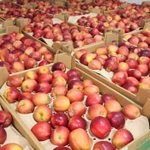 Фото №3 Яблоки от товарного производства