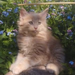 Фото №6 Вязка мейн-кун