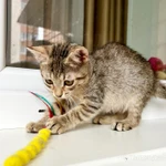 Фото №11 Маленькая котёнка Тина в добрые руки