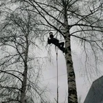 Фото №2 Спил дерева любой сложности расчиска