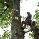 Удаление деревьев в Пушкино