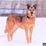 Фото №5 Дана. Потрясающая семейная собака из приюта в добрые руки