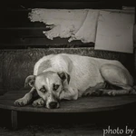 Фото №5 Фотограф