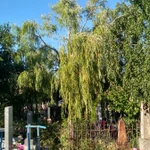Фото №5 Спил деревьев
