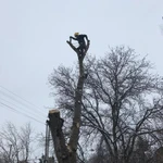 Фото №27 Спил деревьев