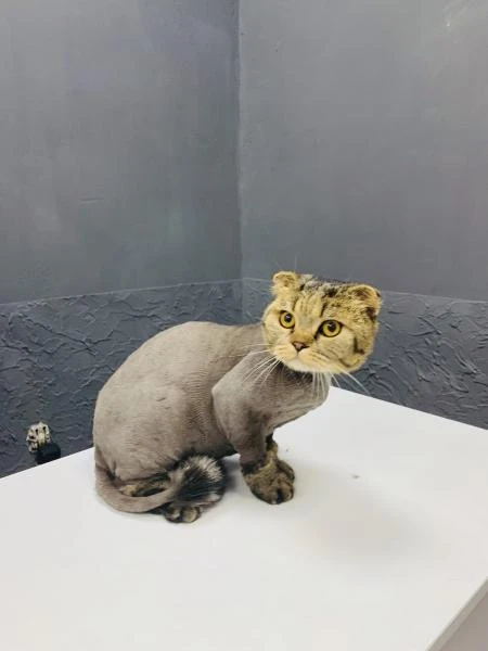 Фото Стрижка кошек