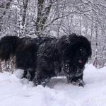 Фото №2 Тибетский мастиф щенки