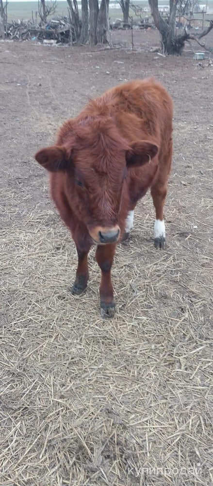 Фото Тёлка 7 месяцав