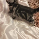 Фото №5 Шотландские котята♥️