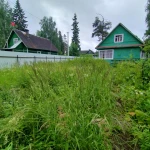 Фото №25 Прокосили траву и ХРЕН В ПОС.ВЫРИЦА. ДО и ПОСЛЕ.