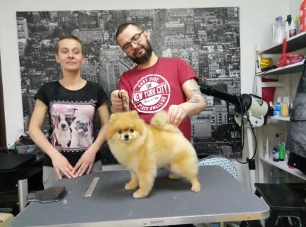 Фото Стрижка собак в Феодосии