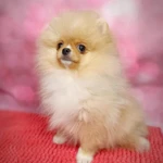 Фото №4 Померанский шпиц девочка.