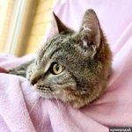 Фото №2 Хома - кот, который делает погоду в доме! В добрые руки