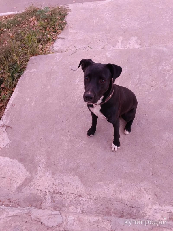 Фото Отдам в добрые руки.