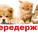 Передержка кошек