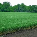 Фото №2 Рулонный газон в Белорецке