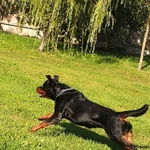 Фото №8 Щенки ротвейлера