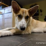 Фото №5 Милая, трогательная собака Лиза в добрые руки