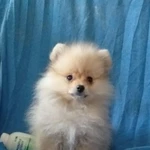 Фото №6 Вязка. Щенки. Питомник.