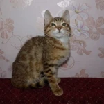Фото №2 Доставка симпатичного котенка на новоселье (выбор)