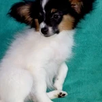 Фото №6 Щенки папийона