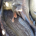 Фото №6 Карп от производителя