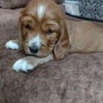 Фото №4 щенки английского кокер спаниеля